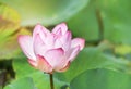 Close up pink lotus flower or Sacred lotus flower Nelumbo nucifera Royalty Free Stock Photo