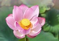 Close up pink lotus flower or Sacred lotus flower Nelumbo nucifera with green leaves blooming in lake Royalty Free Stock Photo