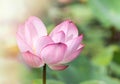 Close up pink lotus flower or Sacred lotus flower Nelumbo nucifera with green leaves blooming in lake