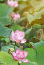 Close up pink lotus flower or Sacred lotus flower Nelumbo nucifera blooming in lake on sunny day Royalty Free Stock Photo
