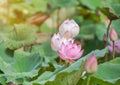 Close up pink lotus flower or Sacred lotus flower Nelumbo nucifera blooming in lake on sunny day Royalty Free Stock Photo