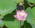 Close up pink lotus flower or Sacred lotus flower Nelumbo nucifera with green leaves blooming in lake