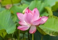 Close up pink lotus flower or Sacred lotus flower Nelumbo nucifera with green leaves blooming in lake Royalty Free Stock Photo