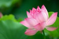 Close-up of a pink lotus flower, with a sharp focus on the petals, showcasing their delicate texture against a blurred green Royalty Free Stock Photo