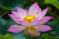 Close-up, pink lotus flower with a vibrant yellow center, surrounded by rich green leaves Royalty Free Stock Photo