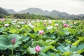 Close-up of pink lotus flowers on a lake in China, mountains in background