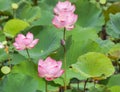 Close up pink lotus flowers or Sacred lotus flowers Nelumbo nucifera with green leaves blooming in lake
