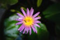 Close-up of pink lotus flowers with yellow stamens