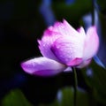 Close-up pink lotus in morning sunlight Royalty Free Stock Photo