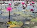 Close-up of pink lotus water lily in lake at gulwat lotus valley Royalty Free Stock Photo