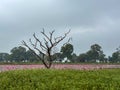 Close-up of pink lotus water lily & trees in lake at gulwat lotus valley Royalty Free Stock Photo