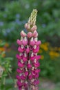 Pink lupin flower Royalty Free Stock Photo