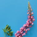 Close-up of pink lupine with long stem on navy blue background. Square photo, top view Royalty Free Stock Photo