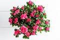 Close up of pink magenta azalea or Rhododendron plant with flowers in full bloom in a brown pot isolated on a white table, side vi Royalty Free Stock Photo