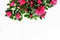 Close up of pink magenta azalea or Rhododendron plant with flowers in full bloom in a pot isolated on a white table, top view with Royalty Free Stock Photo