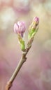 Close-up of pink magnolia buds against a blurry background Royalty Free Stock Photo