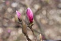 Close up of pink magnolia buds on the tree branches. Natural background, selective focus. Fomin Botanical Garden in Kiev. Royalty Free Stock Photo