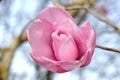 Pink magnolia 'Charles Raffill' in flower