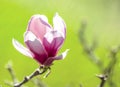 Rose Pink Magnolia Flower Blooming In Early Spring.