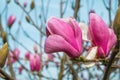 Close up of pink magnolia flower blossoming on the tree in the park. Spring flowers Royalty Free Stock Photo