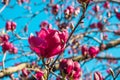 Close up of pink magnolia flower blossoming on the tree in the park. Spring flowers Royalty Free Stock Photo