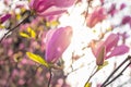 Close up of pink magnolia flower blossoming on the tree with sun flare Spring flowers Royalty Free Stock Photo