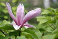 Close up pink Magnolia flower on the branch Royalty Free Stock Photo