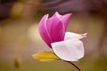 Close-up of a pink magnolia flower bud in a spring garden. Royalty Free Stock Photo