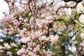 Close-up of pink magnolia flowers with young green leaves. Royalty Free Stock Photo