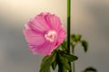 Close up of a pink Mallow flower