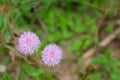 Close up of pink mimosa pudica flower (Sensitive plant, sleepy plant, Sleeping grass, the touch-me-not).