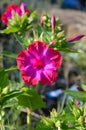 Close-up of a Pink Mirabilis Jalapa Flower, Marvel of Peru, Four o`clock Flower, Macro, Nature