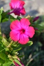 Close-up of a Pink Mirabilis Jalapa Flower, Marvel of Peru, Four o`clock Flower, Macro, Nature Royalty Free Stock Photo