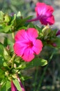 Close-up of a Pink Mirabilis Jalapa Flower, Marvel of Peru, Four o`clock Flower, Macro, Nature