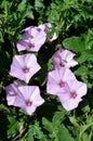 Close-up of Pink Morning Glory Flowers, Ipomoea, Nature, Macro Royalty Free Stock Photo