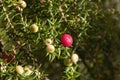 Close-up of a pink mountain-berry tree Royalty Free Stock Photo