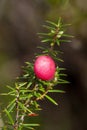 Close-up of a pink mountain-berry tree Royalty Free Stock Photo