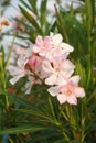 Pink nerium oleander flower in nature garden