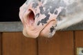 Close up on the pink nostrils of a white horse spotted with black