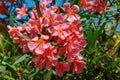 Close-up of Pink Oleander flower (Nerium oleander). Blossom of Nerium oleander flowers tree. Pink flowers on shrub Royalty Free Stock Photo