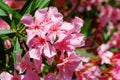 Close-up of Pink Oleander flower (Nerium oleander). Blossom of Nerium oleander flowers tree. Pink flowers on shrub Royalty Free Stock Photo