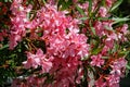 Close-up of Pink Oleander flower (Nerium oleander). Blossom of Nerium oleander flowers tree. Pink flowers on shrub