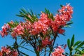 Close-up of Pink Oleander flower (Nerium oleander) on blue sky background. Blossom of Nerium oleander Royalty Free Stock Photo