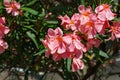 Close-up of Pink Oleander flower (Nerium oleander). Blossom of Nerium oleander flowers tree. Pink flowers