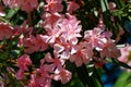 Close-up of Pink Oleander flower (Nerium oleander). Blossom of Nerium oleander flowers tree. Pink flowers on shrub