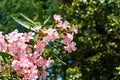 Close-up of Pink Oleander flower (Nerium oleander). Blossom of Nerium oleander flowers tree. Pink flowers on shrub Royalty Free Stock Photo