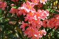 Close-up of Pink Oleander flower (Nerium oleander). Blossom of Nerium oleander flowers tree. Pink flowers on shrub Royalty Free Stock Photo