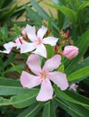 Close up pink oleander, Nerium oleander, rose bay. Sweet oleander. Fresh flower pattern background wallpaper. Royalty Free Stock Photo