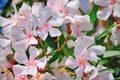 Close up of pink oleanders
