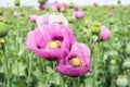 Close-up of pink opium poppy blossoms, also called breadseed poppies Royalty Free Stock Photo